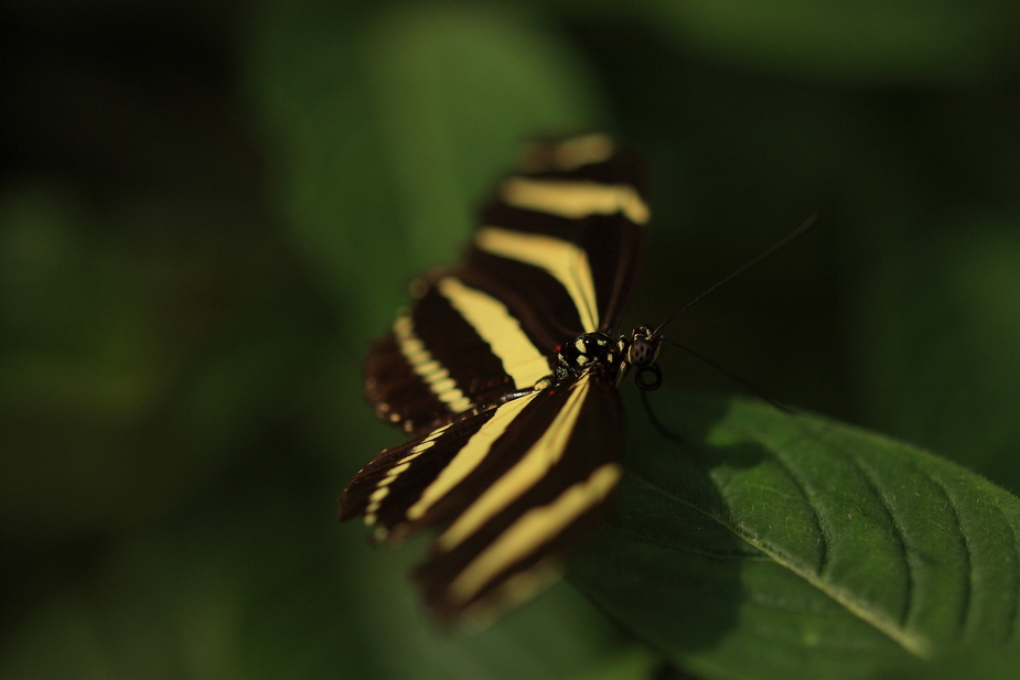 Und und noch ein Schmetterling