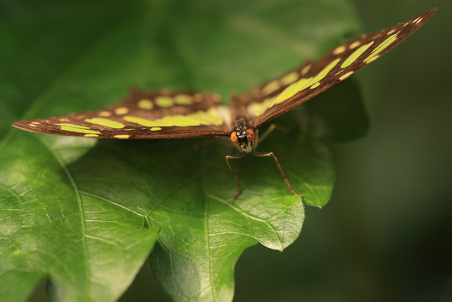 Und und und noch ein Schmetterling