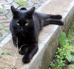 und unser Katerchen beobachtet genüßlich alles 