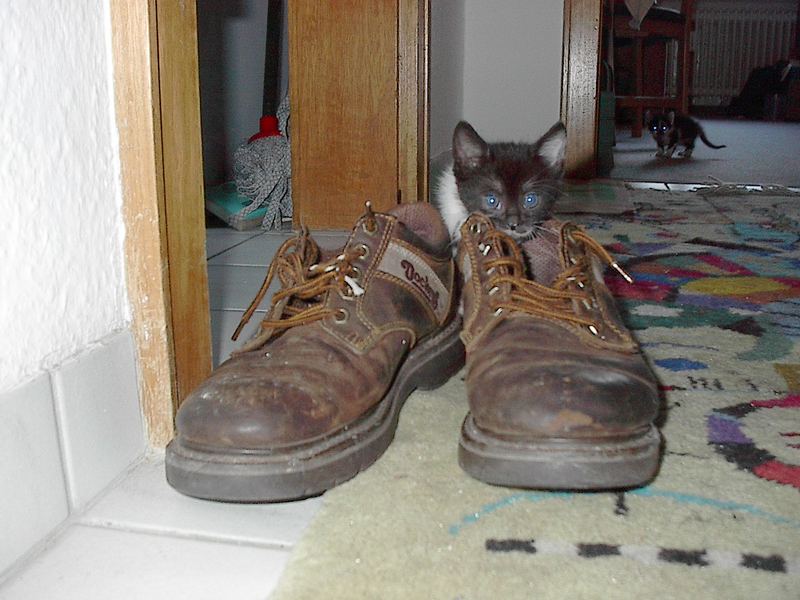 Und unser süsses Kätzchen Shila! Meine Schuhe müssen immer dran glauben!