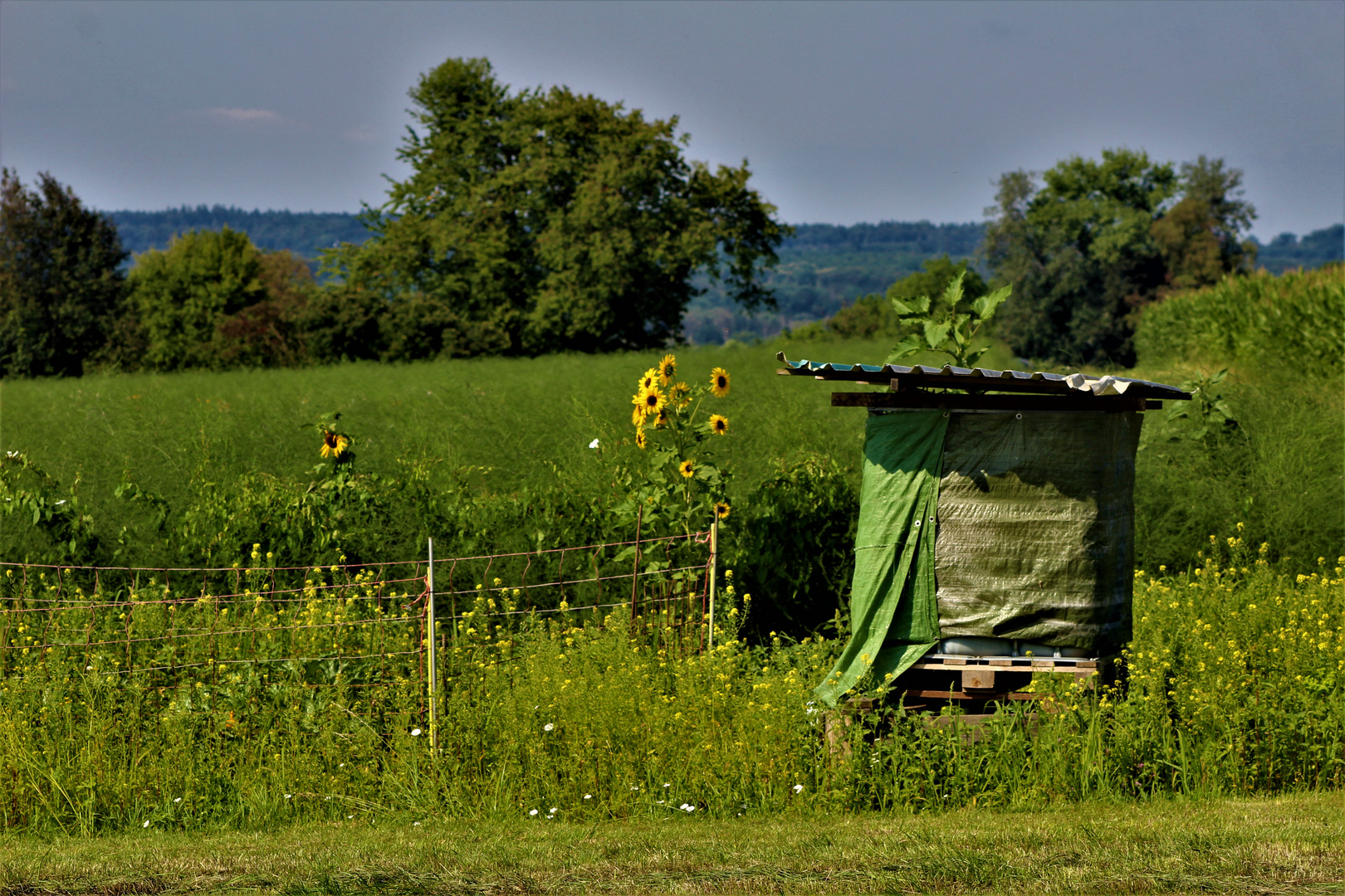 und vereinzelt , Sonnenblumen