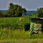 und vereinzelt , Sonnenblumen