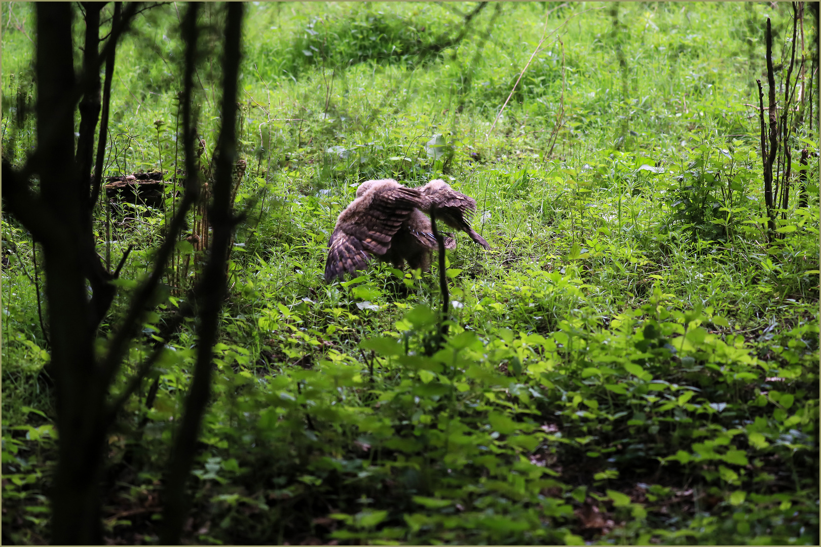 und verschwindet schnurstracks weiter in den Wald wo das Alttier ihn liebevoll in Empfang nimmt  *5*