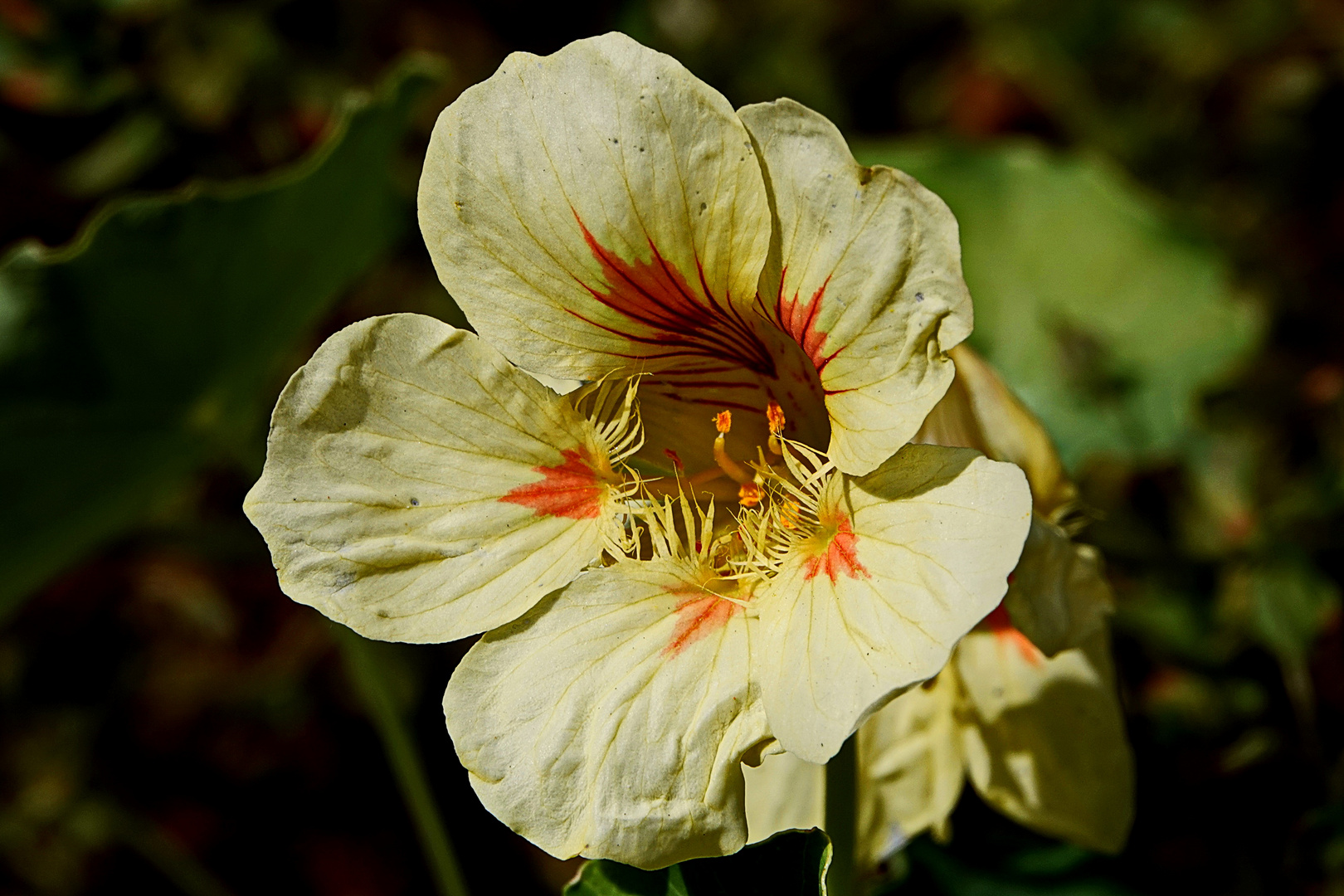 Und von ganz besond´rer Güte, ist die schöne Kresse-Blüte