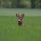 Und vorher war er im Raps... :-) Rehbock (Capreolus capreolus)