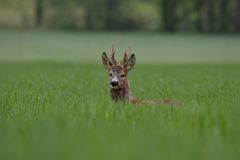 Und vorher war er im Raps... :-) Rehbock (Capreolus capreolus)