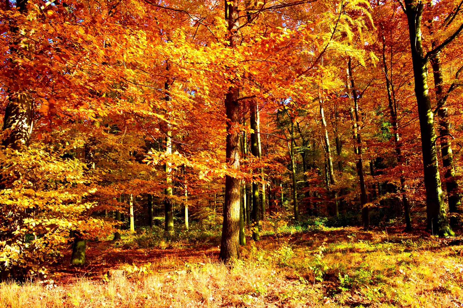 ..und wärmende Sonnenstrahlen durchleuchten das herbstliche Gold..