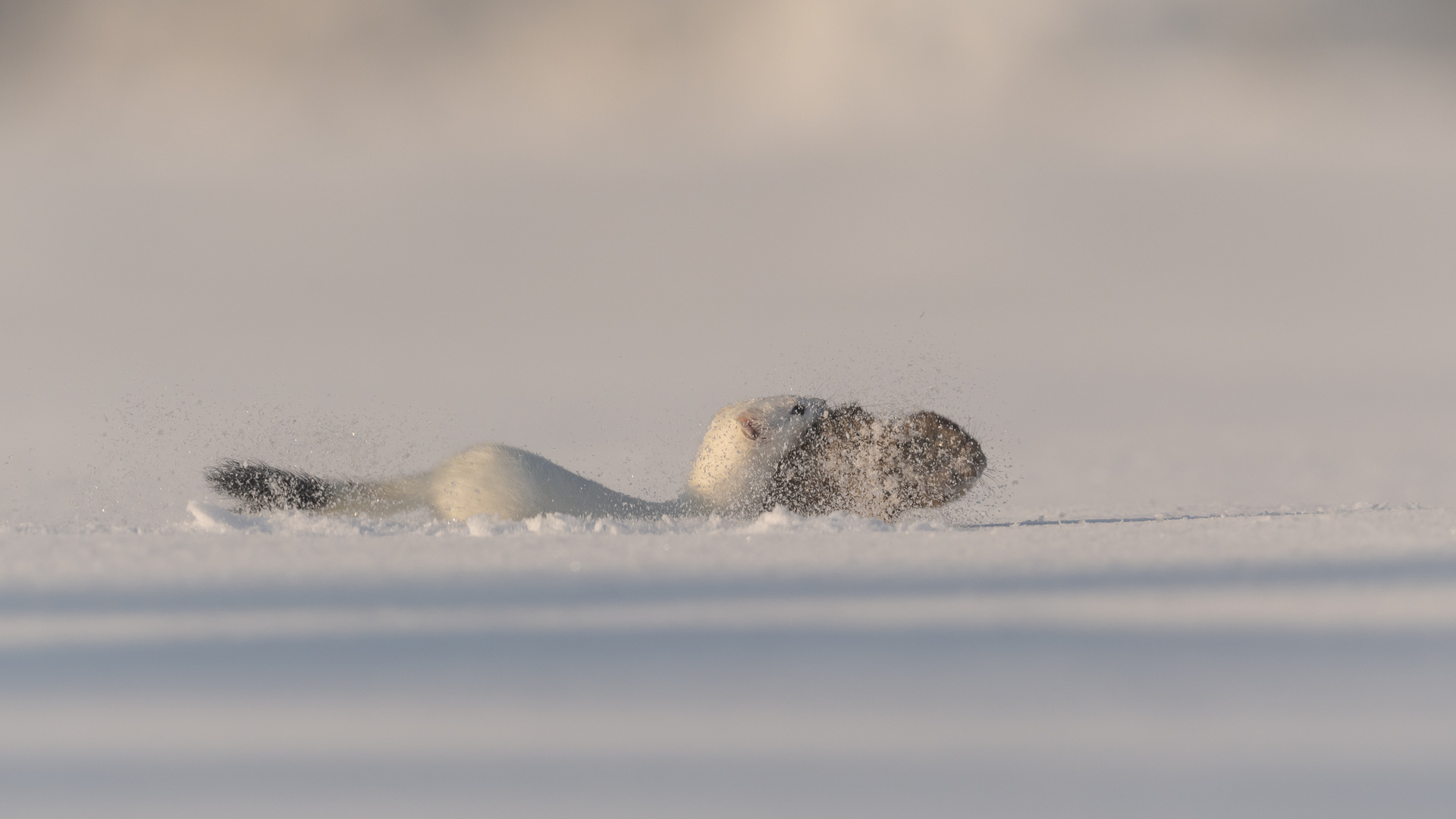 Und wann der Schnee staubt ...