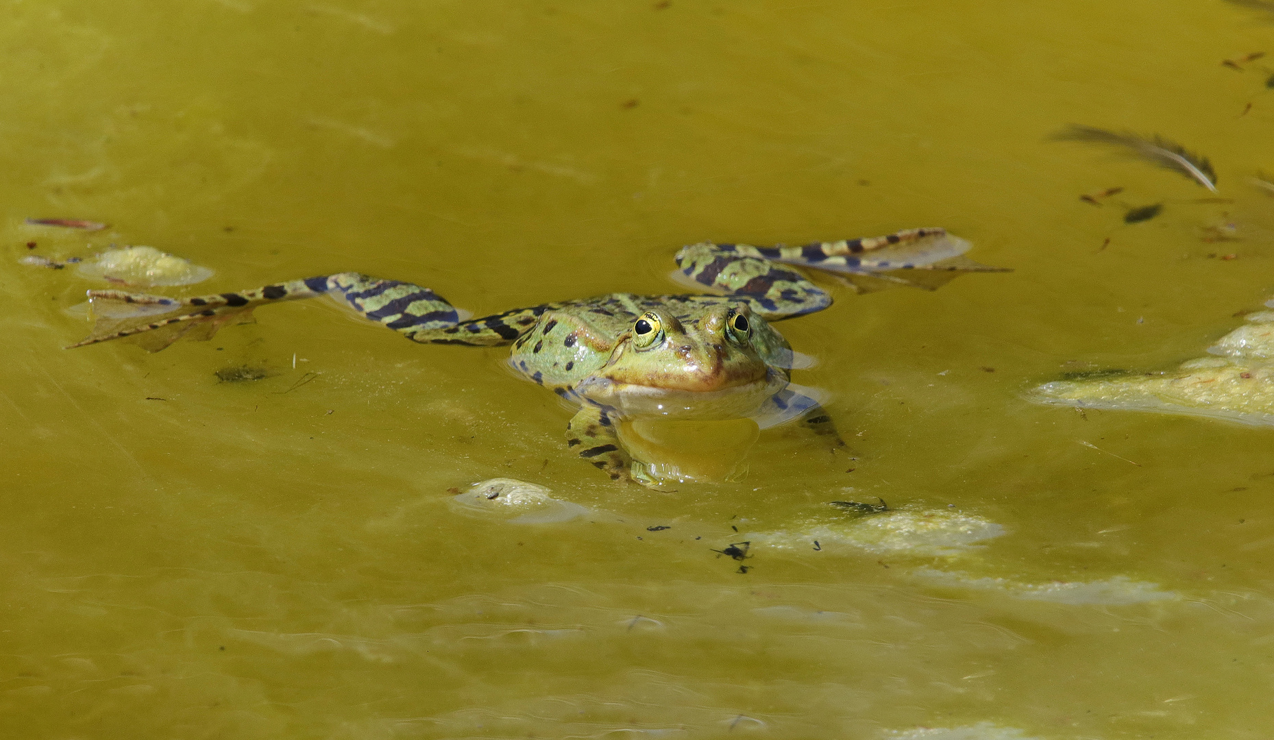 ...und wann genau machen die Schwimmbäder auf??