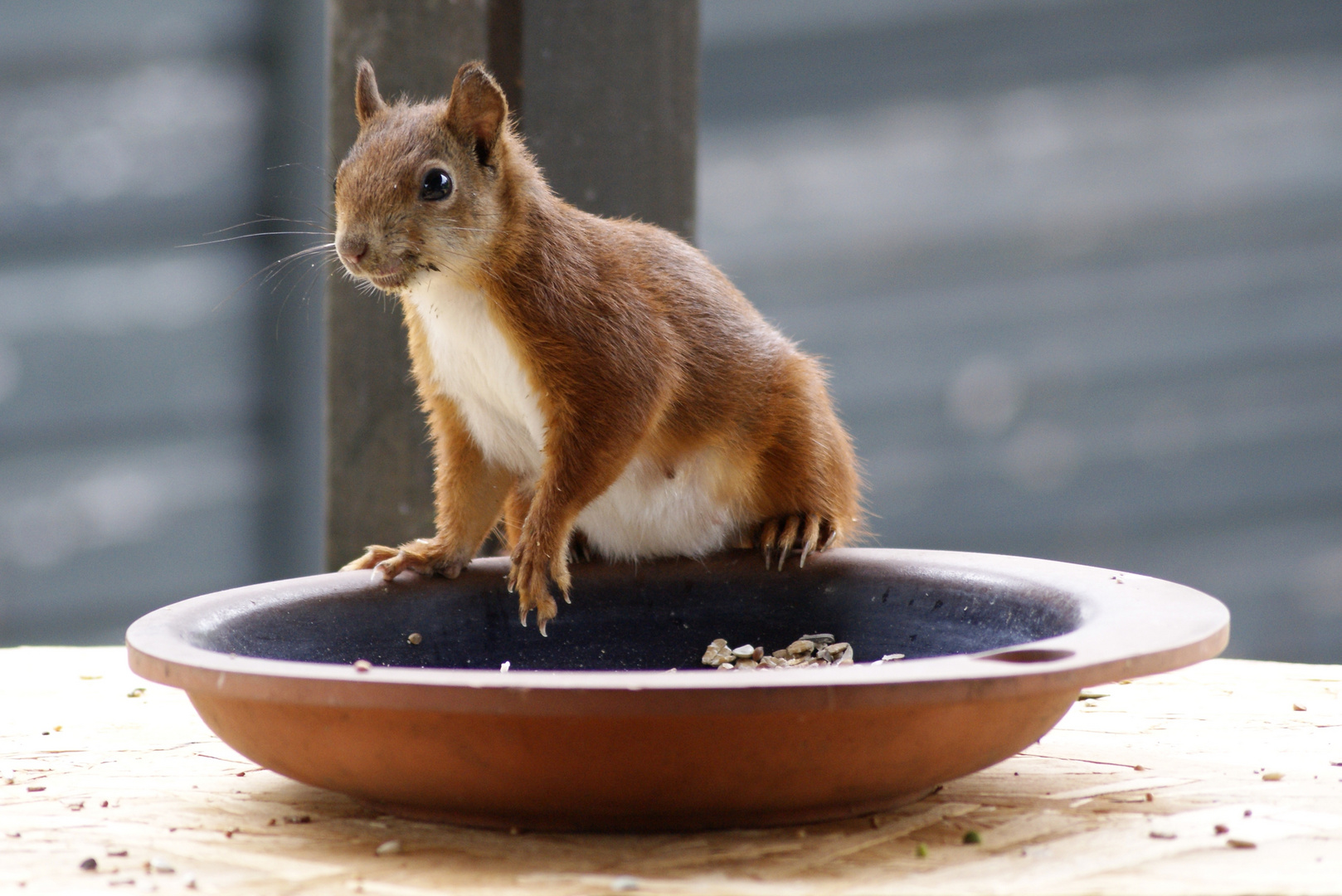 und wann kommt der Hauptgang? Foto & Bild | eichhörnchen ...