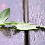 und was für ein Schmetterling wird das?