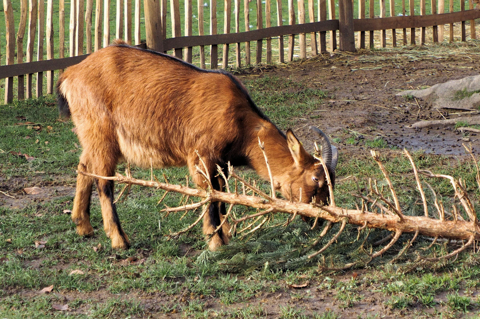 Und was habt ihr mit eurem Weihnachtsbaum gemacht ?