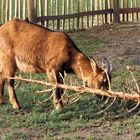 Und was habt ihr mit eurem Weihnachtsbaum gemacht ?