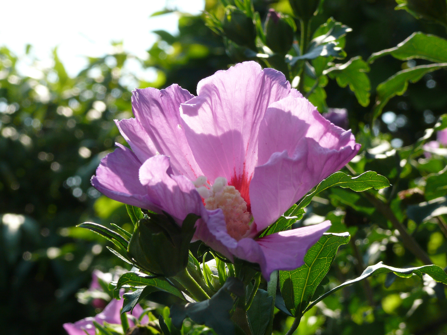 und was ist das für eine blüte?