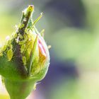 ... und was ist mit Mindestabstand?? - Macro-Montag (1)