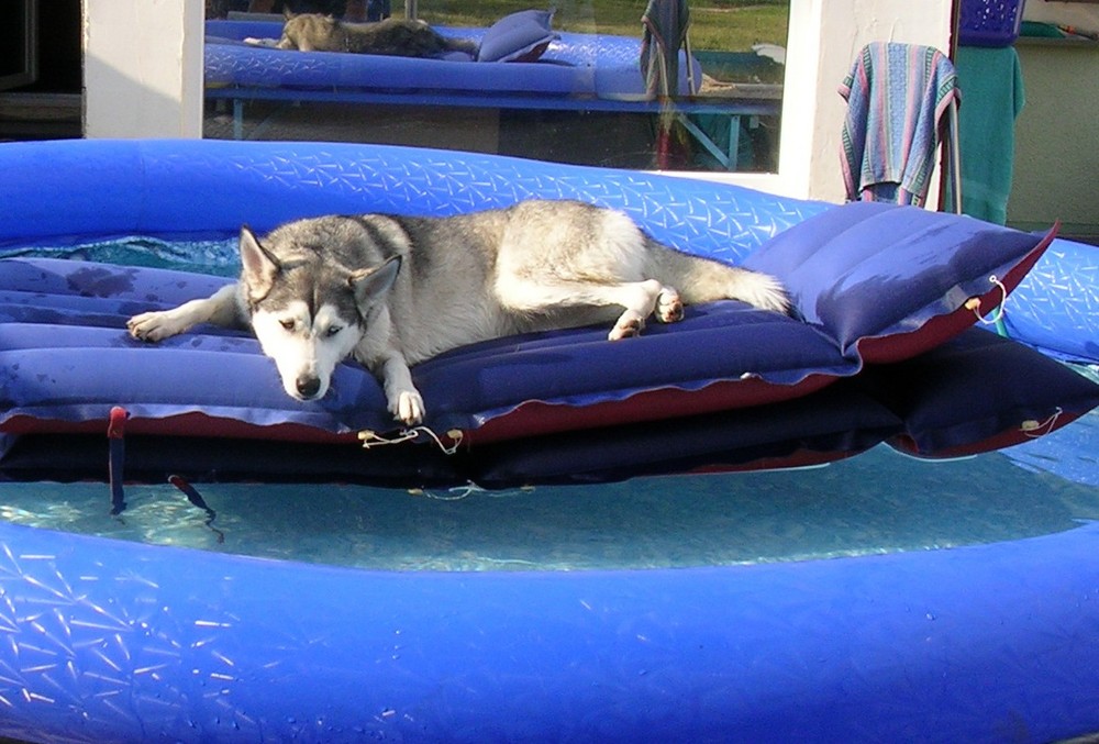 ...und was machen Huskys im Sommer noch....?