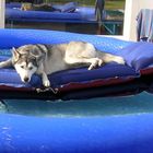 ...und was machen Huskys im Sommer noch....?