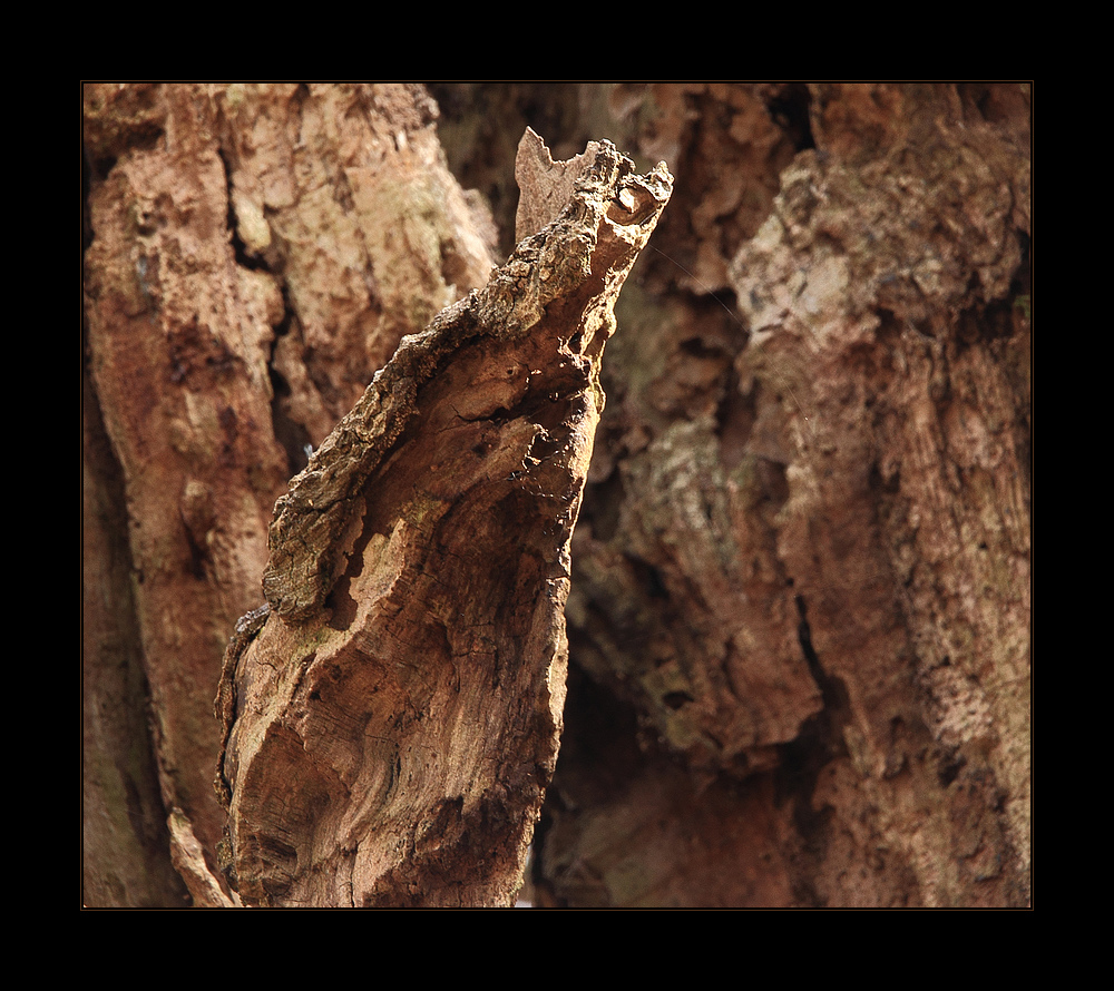 ...und was siehst DU... ? - oder: Natur-Skulptur...