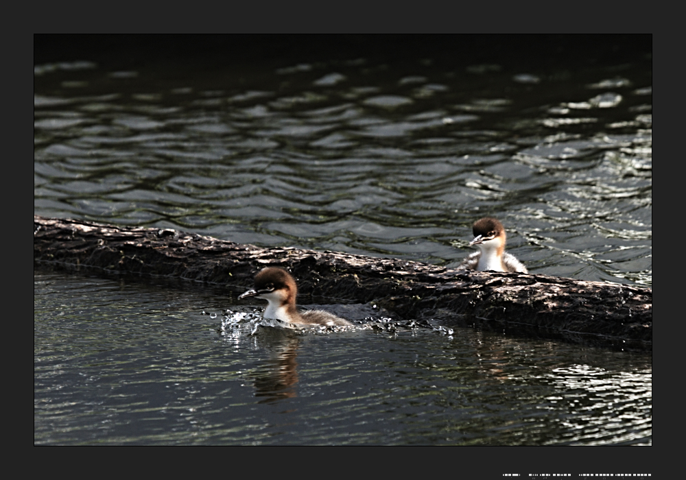 Und Wasser hat doch Balken