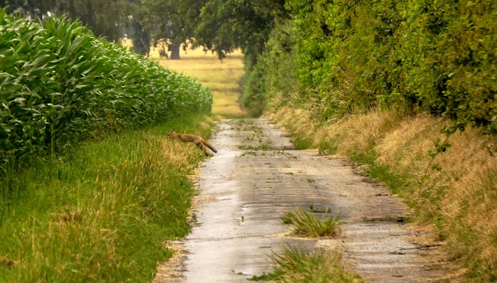 und weg war er , der Fuchs