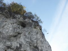 und weg war er.....ich glaube, ein ostdeutscher Singdrosseladler war das