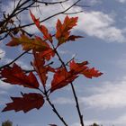 Und weil der Herbst so schön ist, Herbstgruß Nummer drei