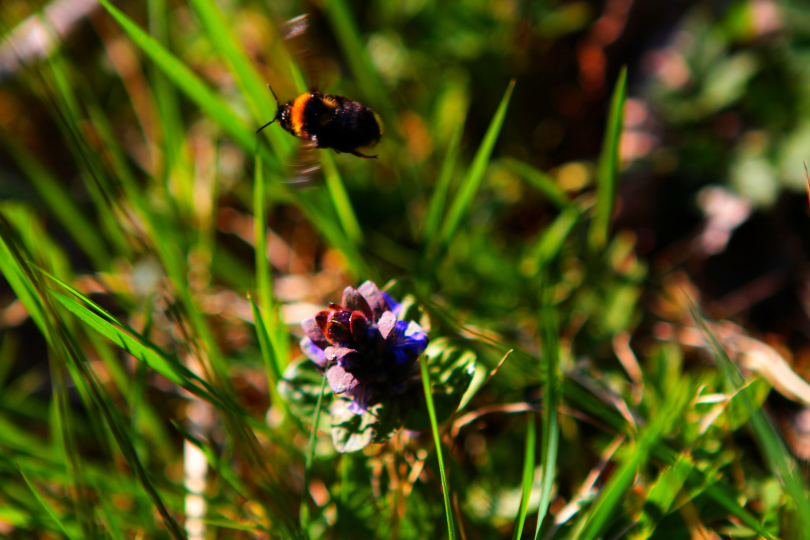 und weiter geht's zur nächsten Blume