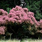 Und weiter ging es durch den Britzer Garten