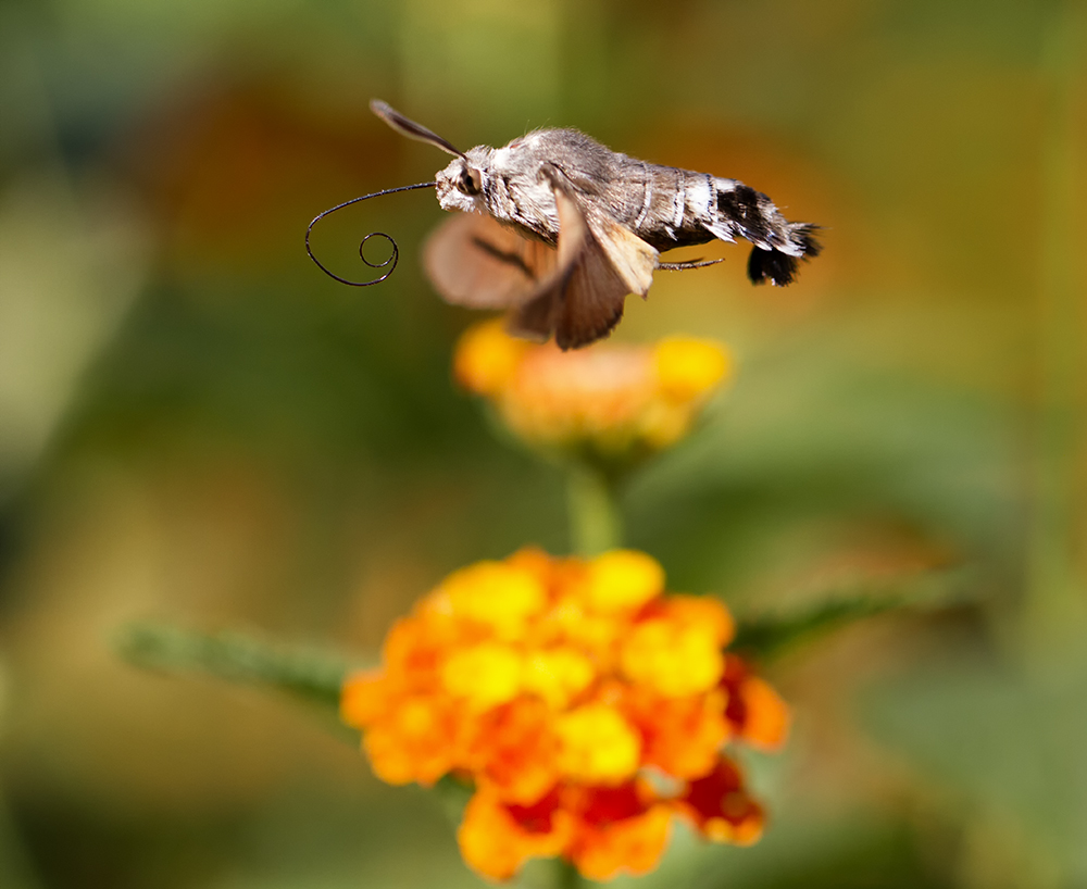 ..... und Weiterflug zur nächten Futterquelle