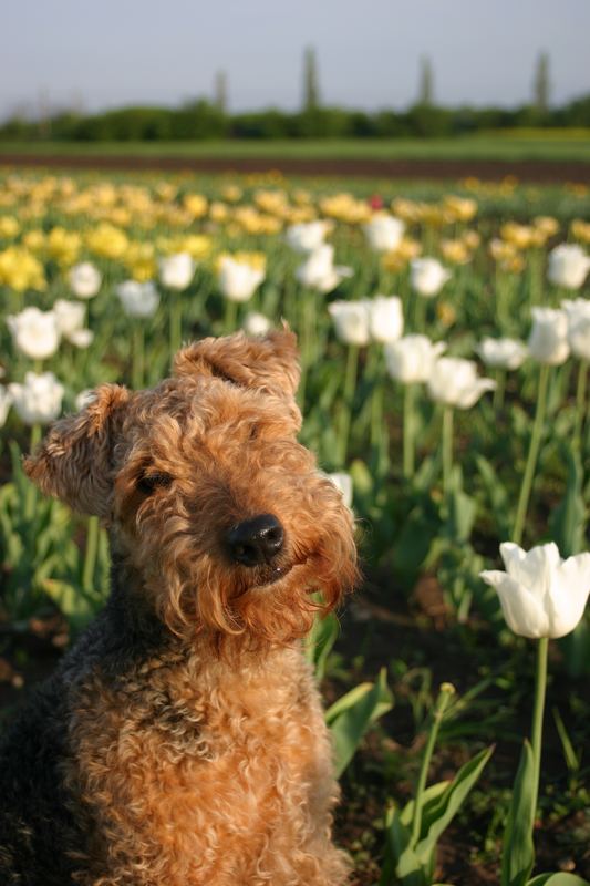 Und welche Blume darf ich für dich pflücken?