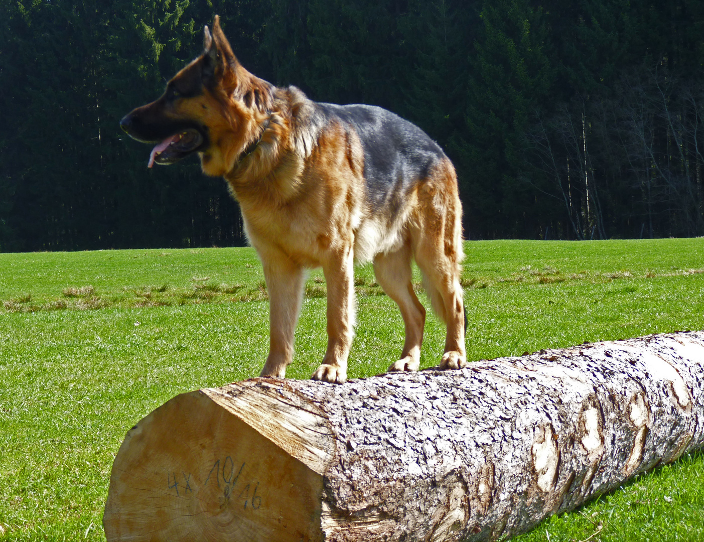 Und welchen Baum fälle ich jetzt