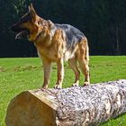 Und welchen Baum fälle ich jetzt