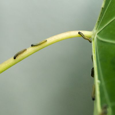 Und wenn die leckersten Stellen