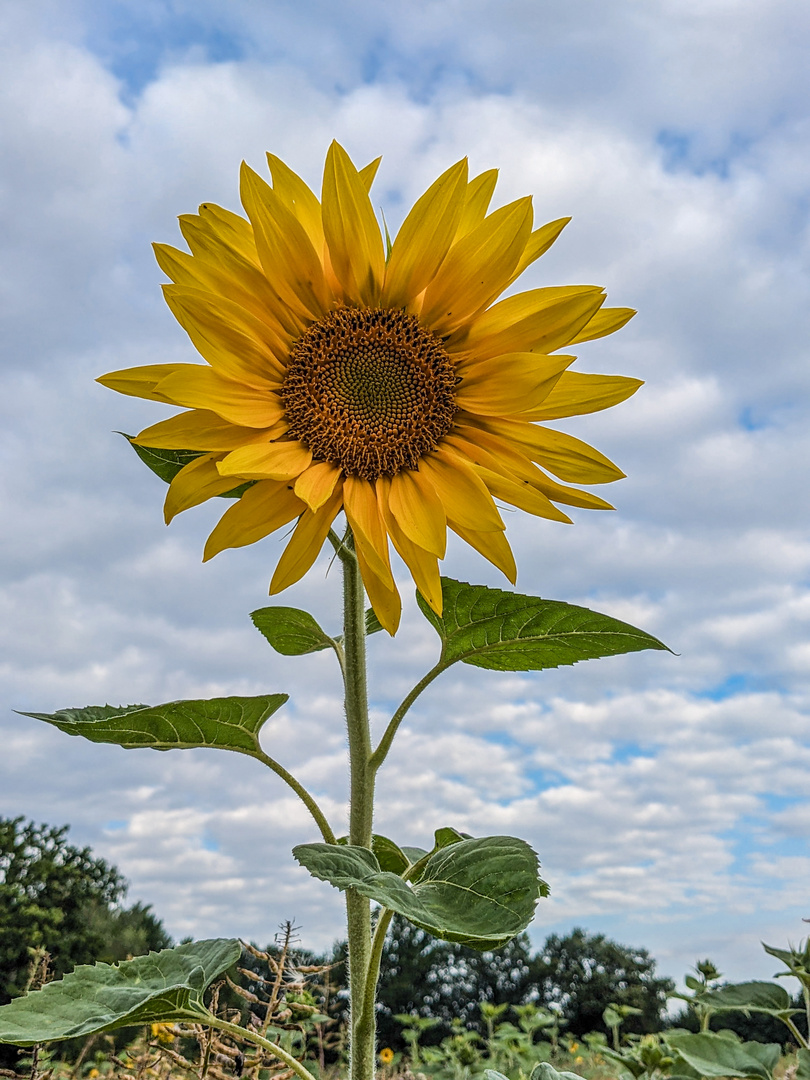 ... und wenn die Sonne nicht scheint ...