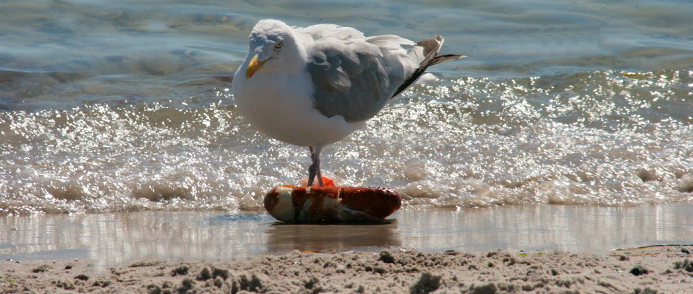 und wenn du meine Semmel willst... musst du erst an mir vorbei...