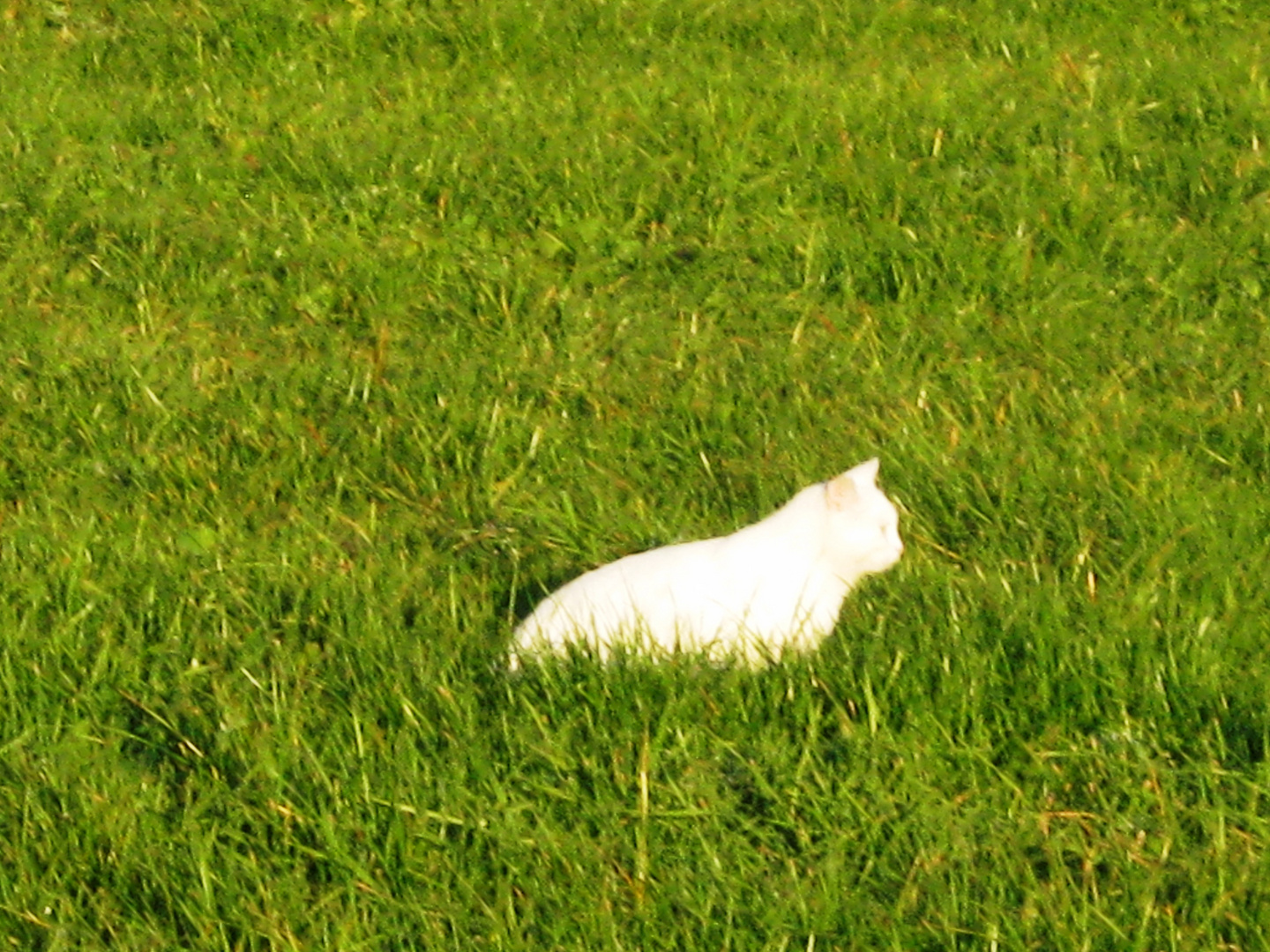 "Und wenn ich hier ewig und drei Tage lang sitze, ich warte solange, bis die Maus herauskommt"