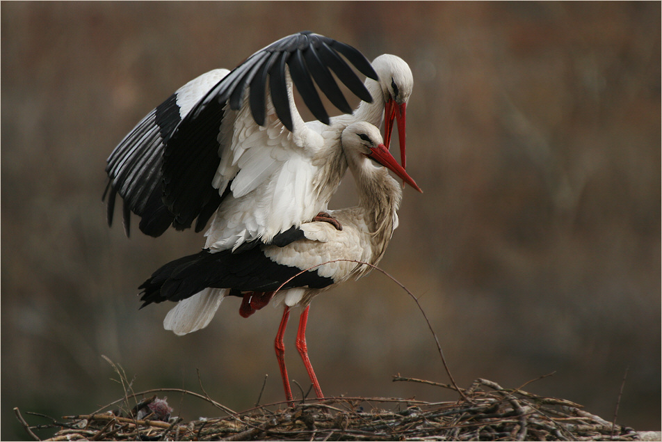 ...und wer bringt dem Storch die Babys? Foto & Bild tiere, wildlife