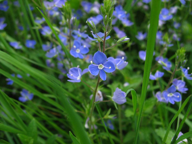 ... und wer die blaue Blume findet ...