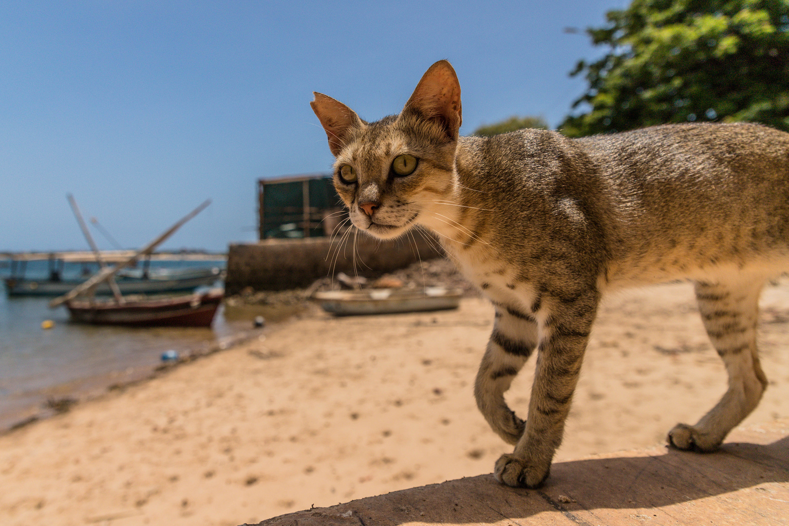 und wer meint, ich sei nicht der chef am strand von shela?