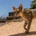 und wer meint, ich sei nicht der chef am strand von shela?