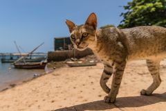 und wer meint, ich sei nicht der chef am strand von shela?