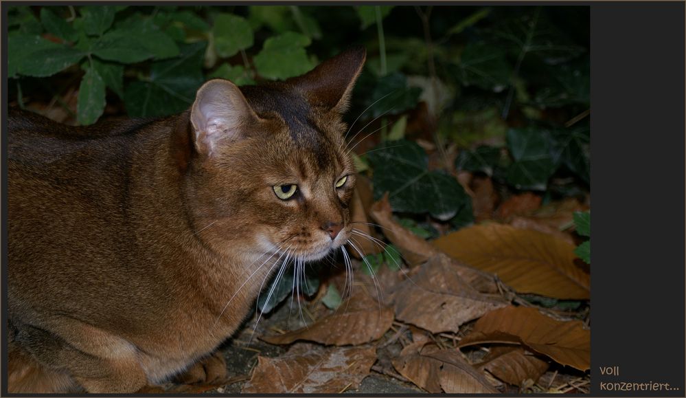 und wie ein kleiner "Puma"