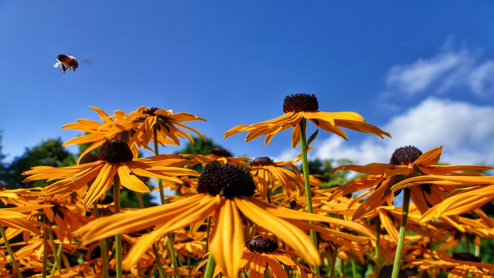 ....und wie ich so über meine Blumenwiese fliege....