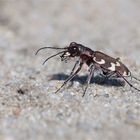 Und wie immer ist der erste der schönste! Dünen-Sandlaufkäfer am 01.04.2017