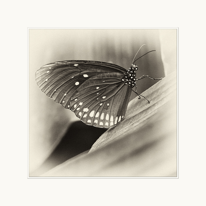 Und wie oft müssen wir uns häuten, um ein Schmetterling zu werden?