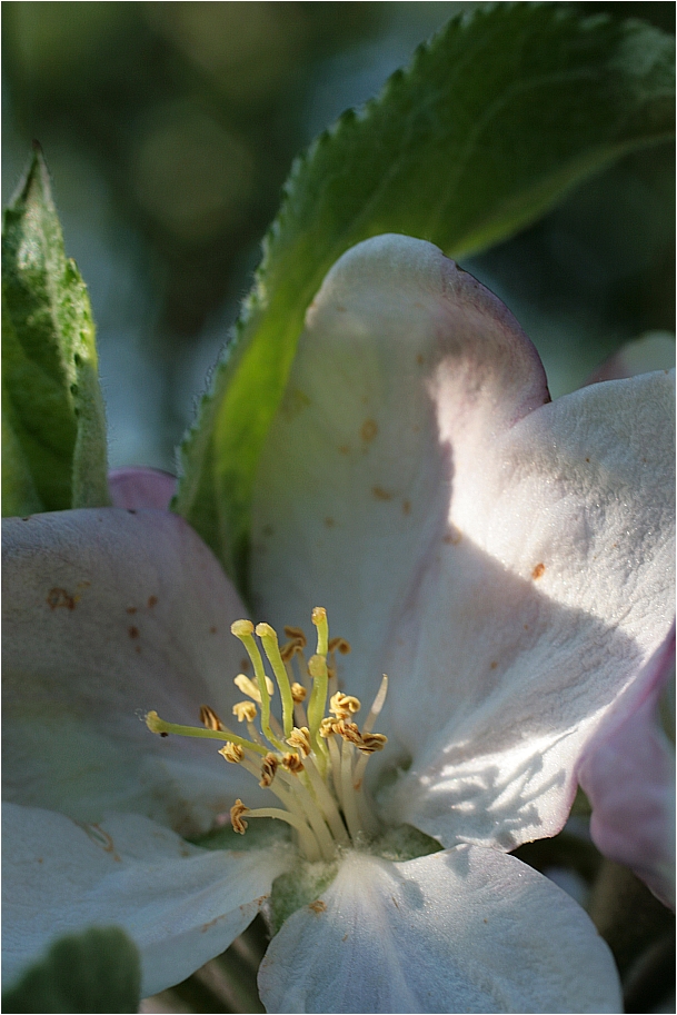 ...und wie sie duftet...die Apfelblüte....