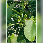 Und wie sieht ein grüner Feigenbaum aus?