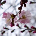 Und wieder beginnt die Kirschblüte