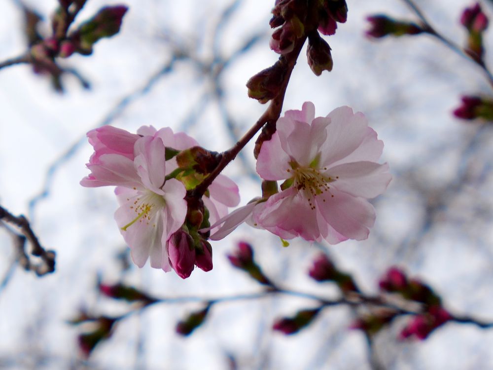 Und wieder beginnt die Kirschblüte