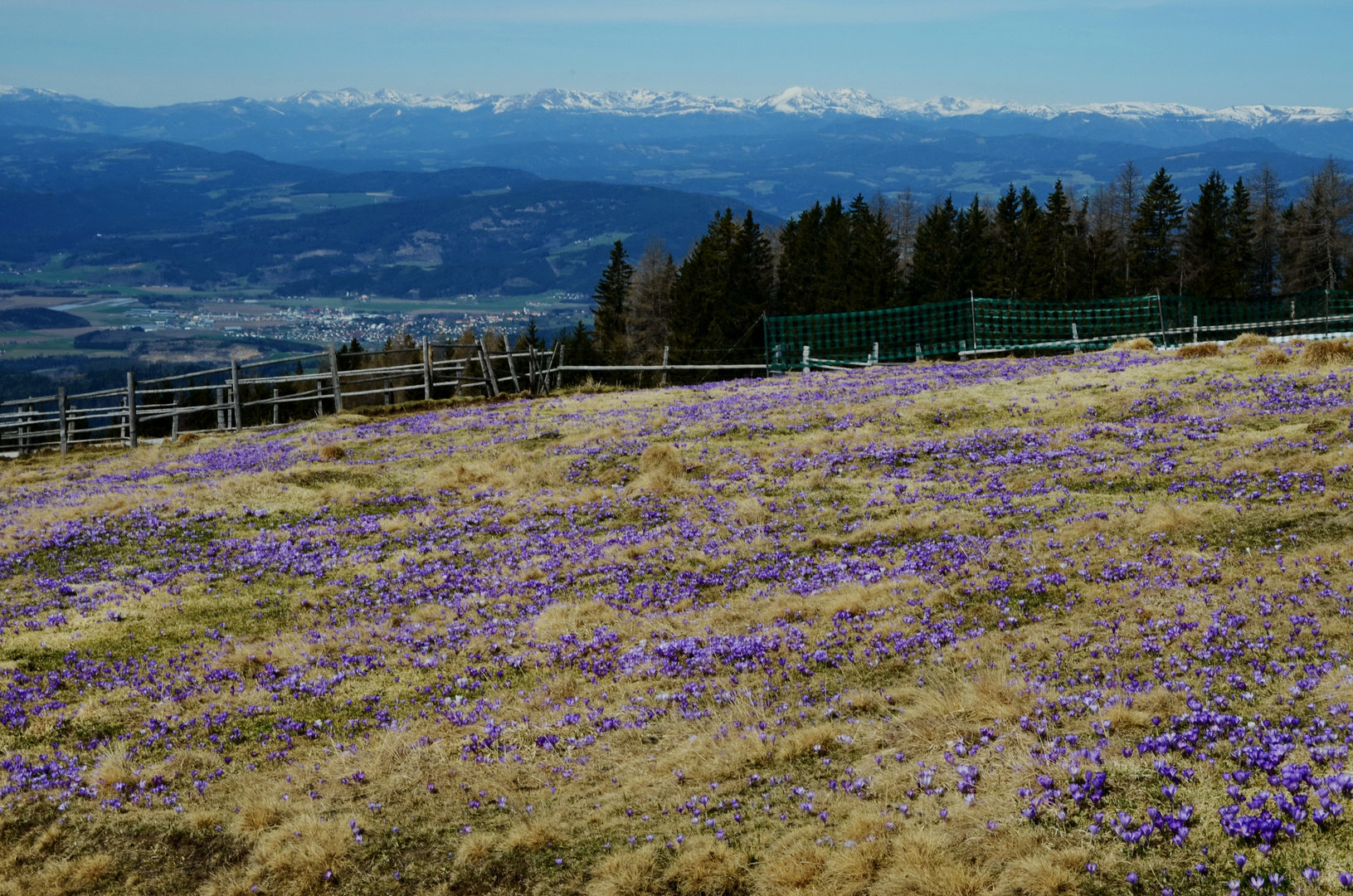 Und wieder blühen die Krokusse...